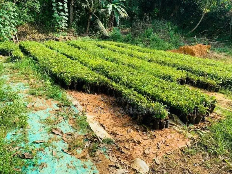 කුරුදු පැළ