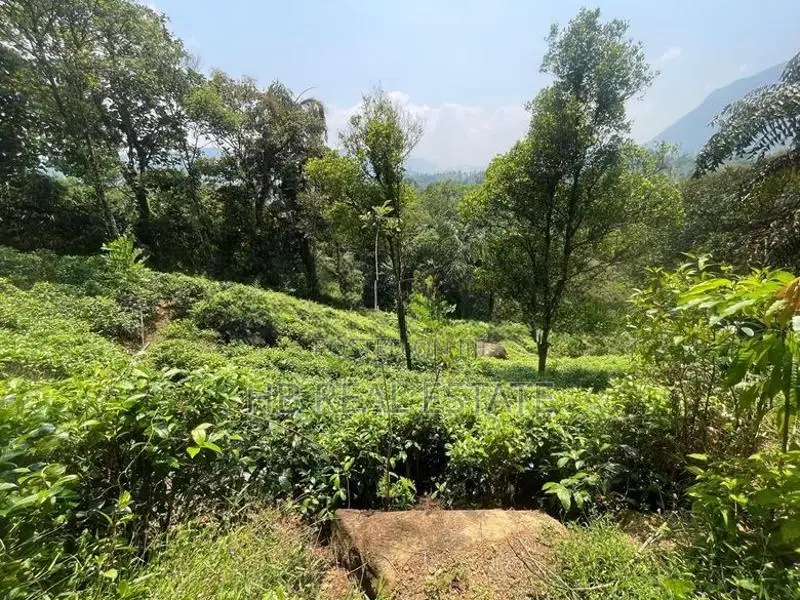 Land for Sale in Neluwa