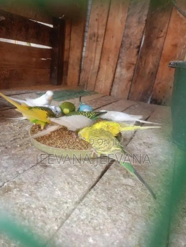 Love Birds