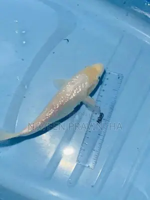Koi Carp Fishes