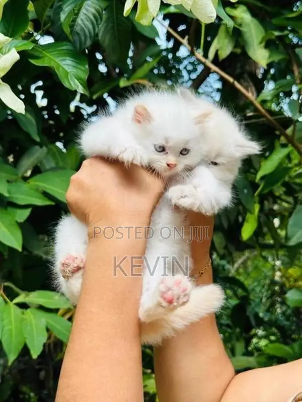 Persian Kitten