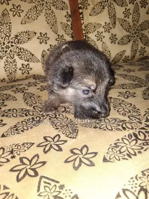 German Shepherd Puppies