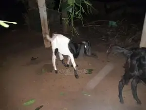 Male Goat