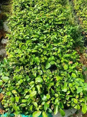 කුරුදු පැළ