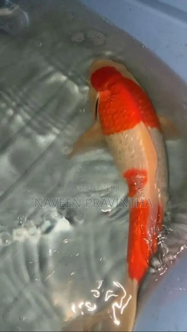 Koi Carp Fishes