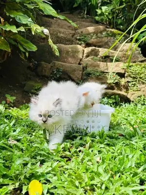Persian Kitten