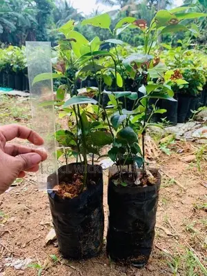 කුරුදු පැළ