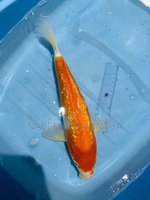 Koi Carp Fishes