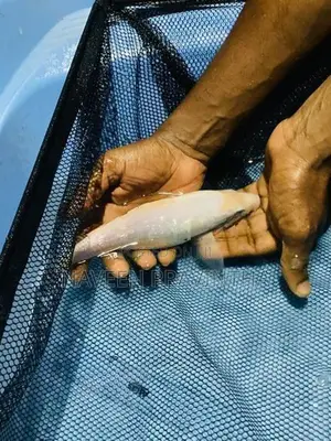 Koi Carp Fishes