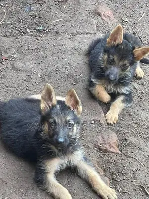 German Shepherd Puppies