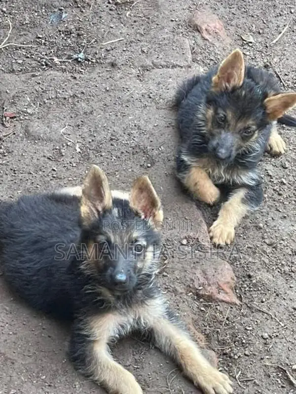 German Shepherd Puppies