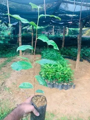තේ පැළ