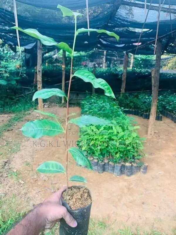 තේ පැළ