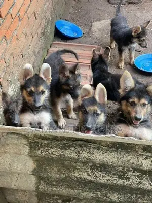 German Shepherd Puppies