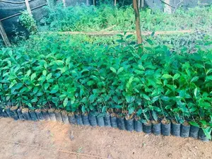 තේ පැළ
