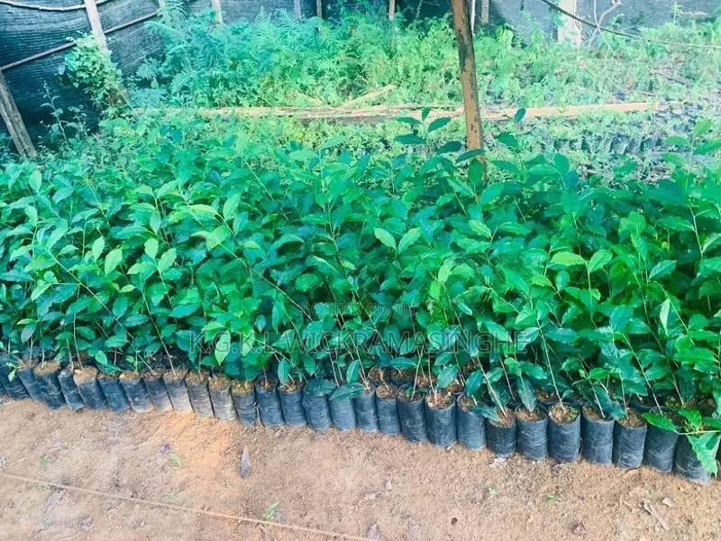 තේ පැළ