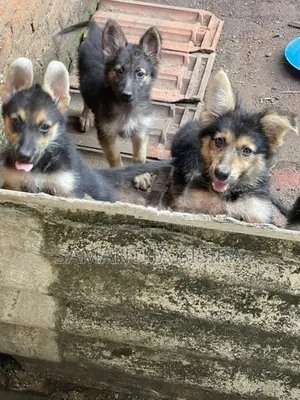 German Shepherd Puppies