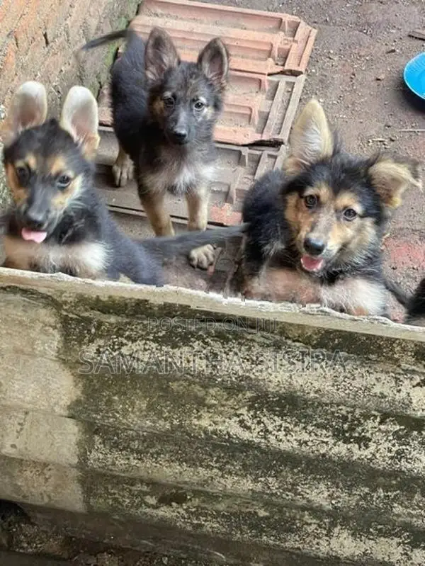 German Shepherd Puppies