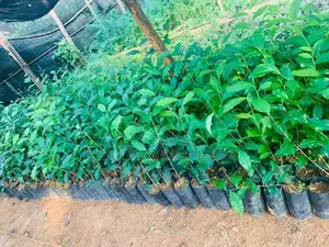 තේ පැළ