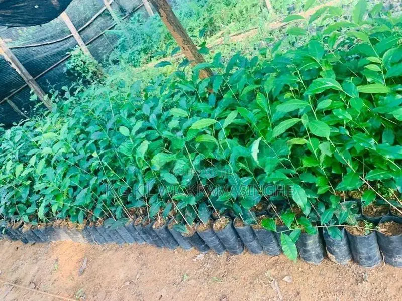 තේ පැළ