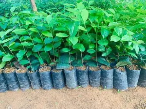තේ පැළ