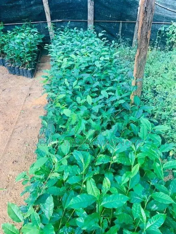 තේ පැළ