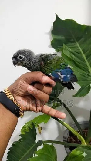 Crimson Bellied Conure Chick