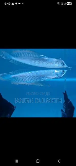 Arowana Fish