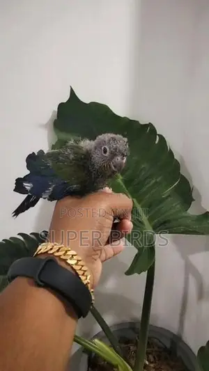 Crimson Bellied Conure Chick