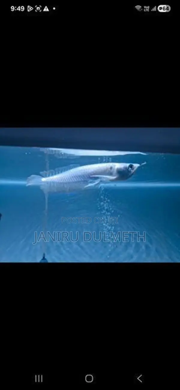 Arowana Fish