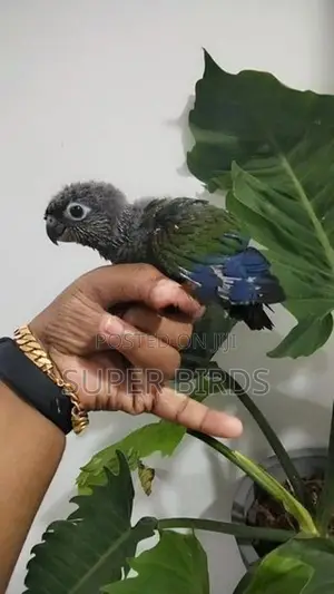 Crimson Bellied Conure Chick