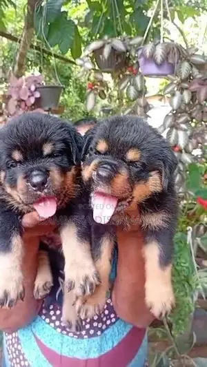 Rottweiler Puppies