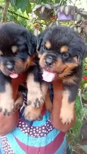 Rottweiler Puppies