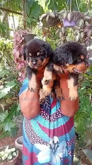 Rottweiler Puppies