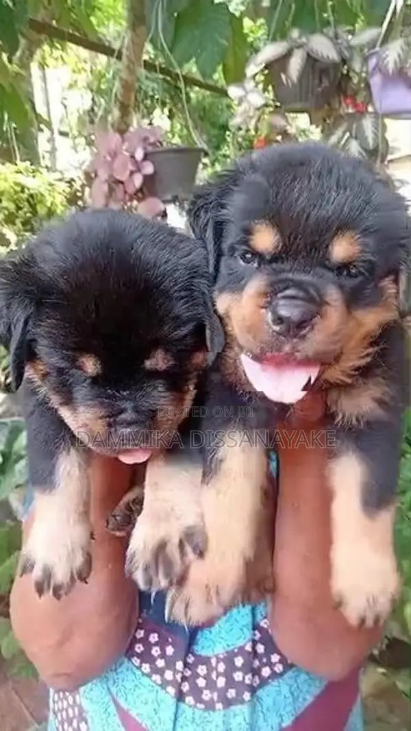 Rottweiler Puppies