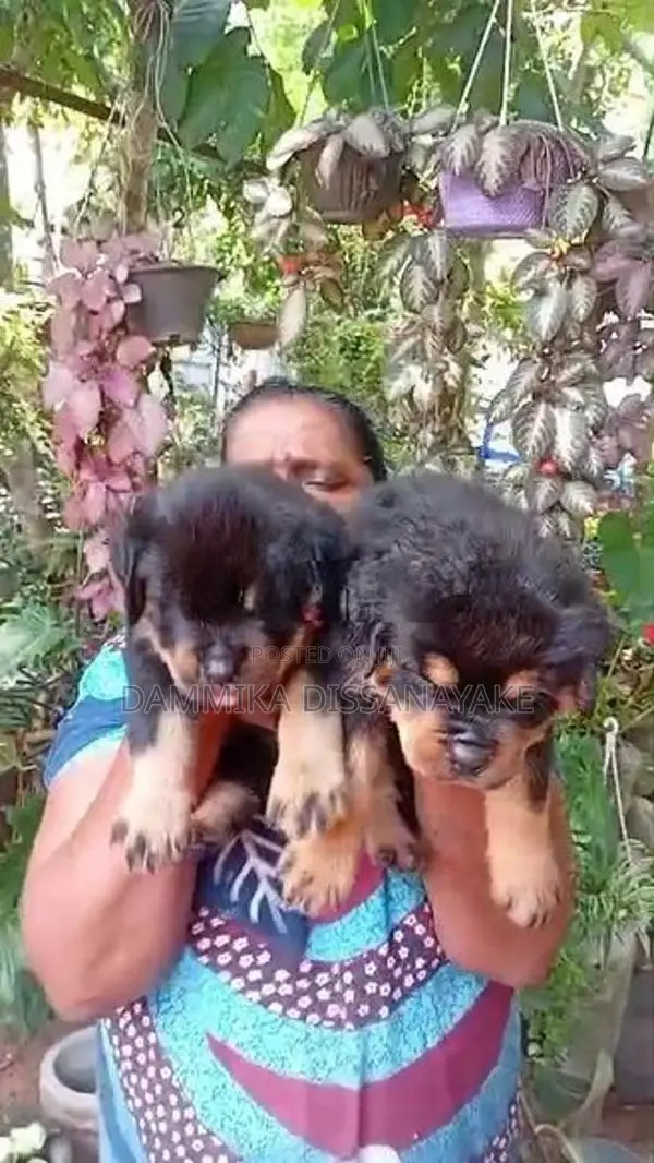 Rottweiler Puppies