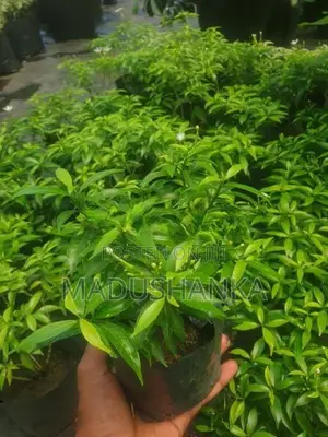 විසිතුරු මල්