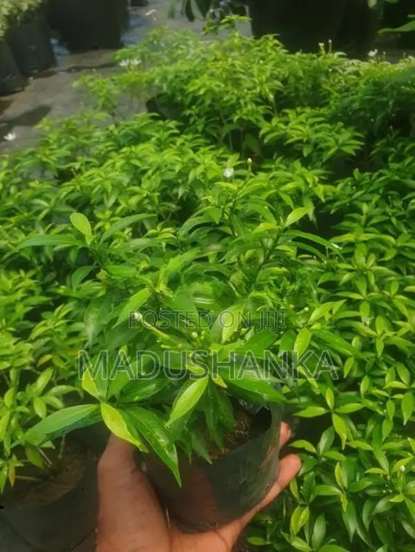 විසිතුරු මල්