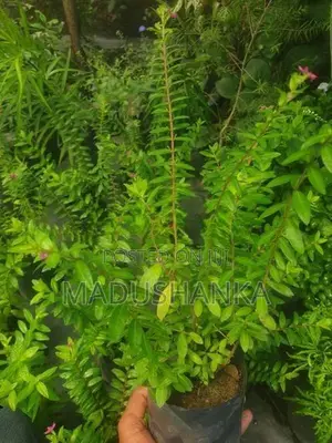 විසිතුරු මල්