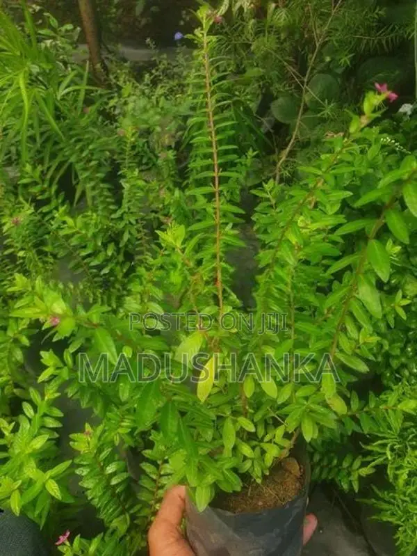 විසිතුරු මල්
