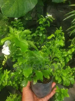 විසිතුරු මල්