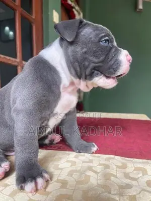 American Bully Puppies