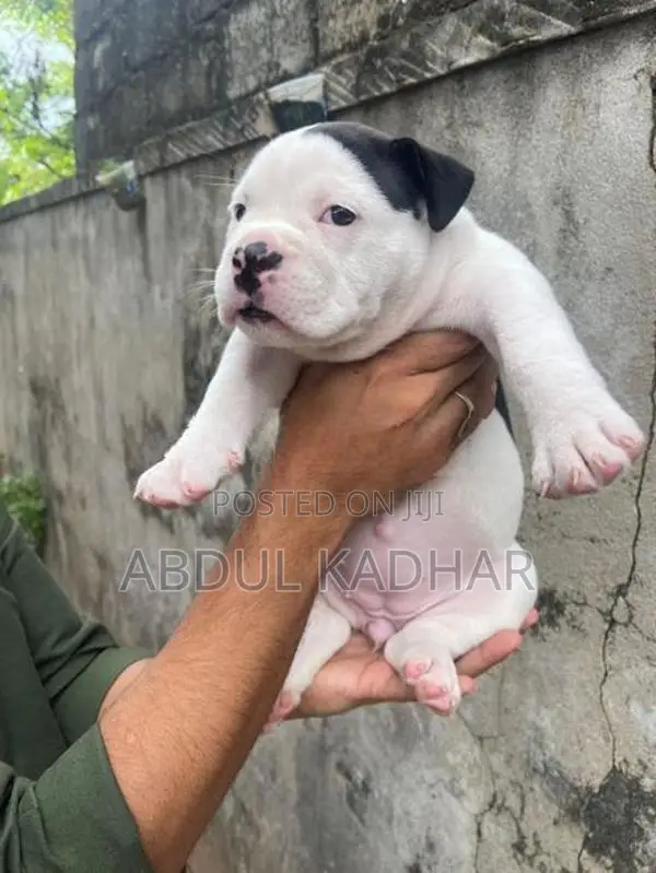 American Bully Puppies