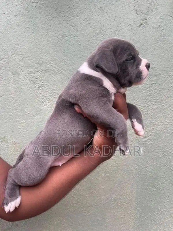 American Bully Puppies