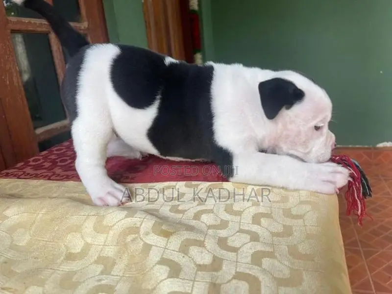 American Bully Puppies