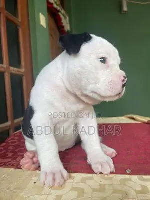 American Bully Puppies