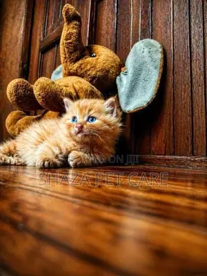 Persian Kitten
