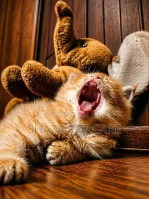 Persian Kitten