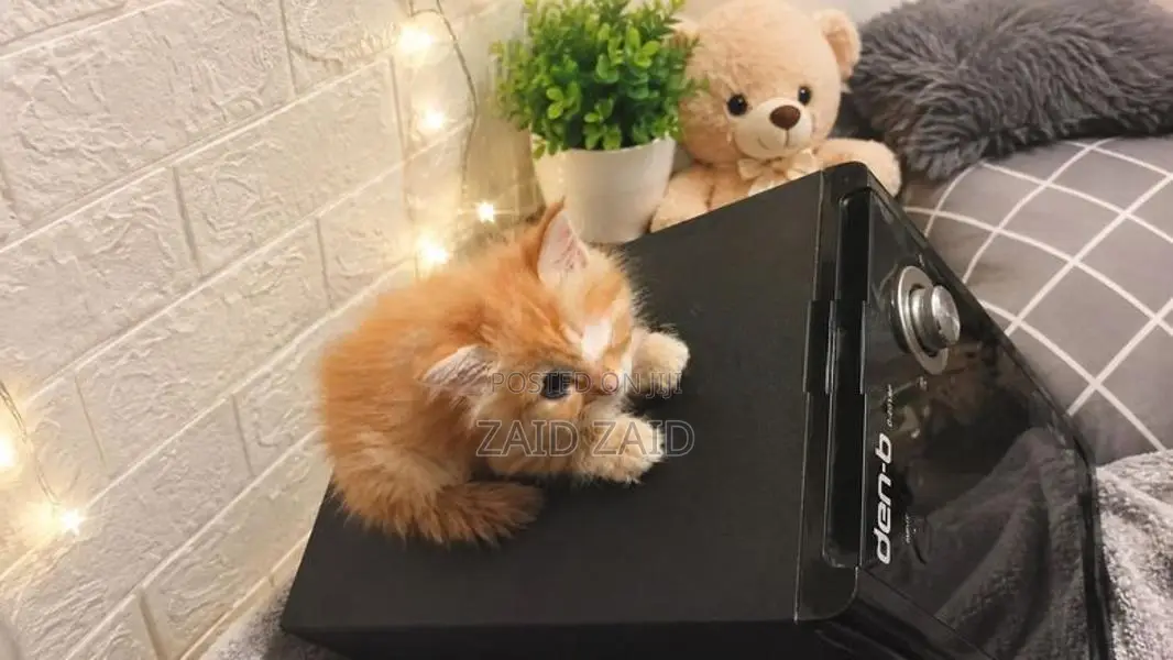Persian Ginger Kittens