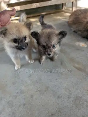 Pomeranian Puppies